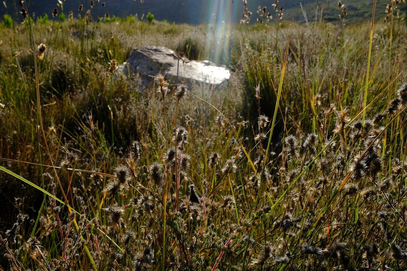 Anthochortus insignis photo 3
