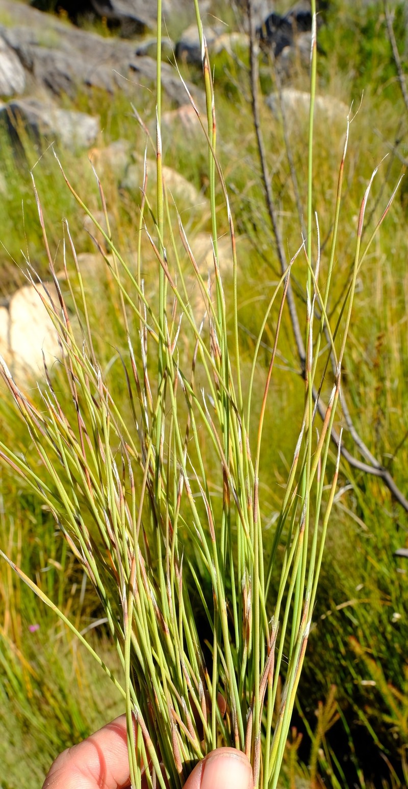 Anthochortus insignis photo 4