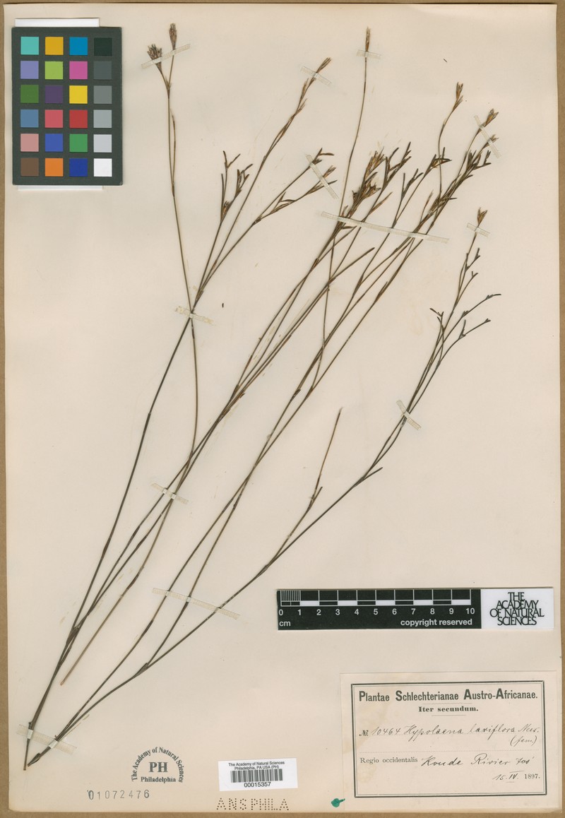 Anthochortus laxiflorus photo 2