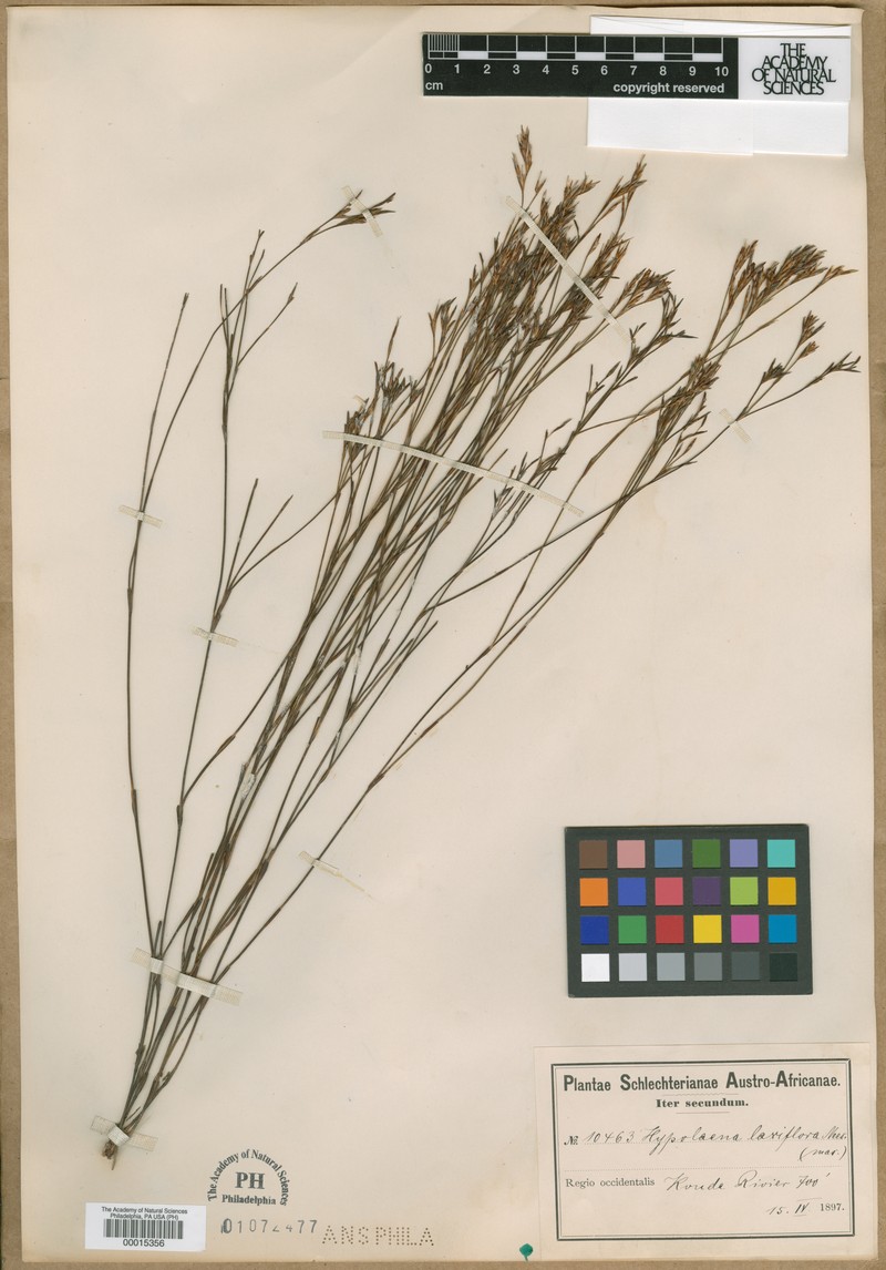 Anthochortus laxiflorus photo 3