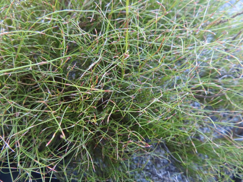 Anthochortus laxiflorus