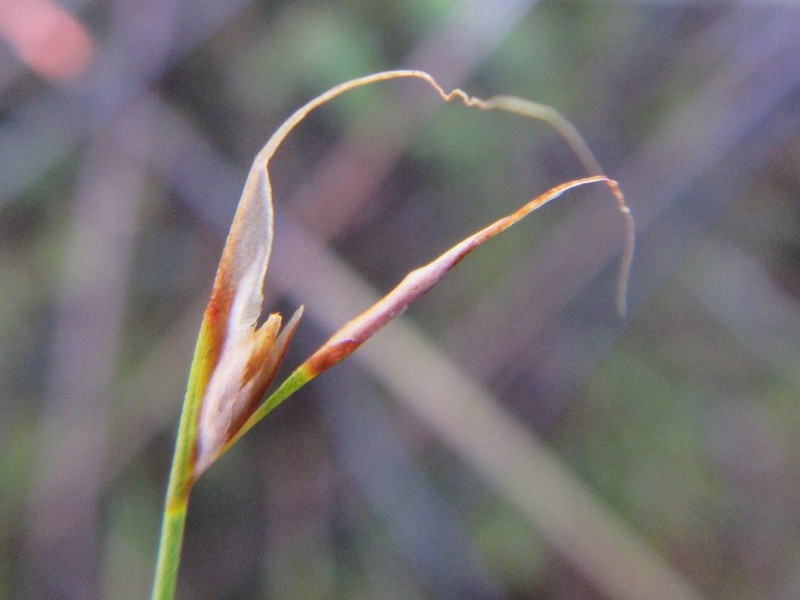 Anthochortus laxiflorus photo 4
