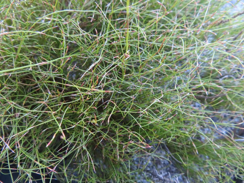Anthochortus laxiflorus photo 5