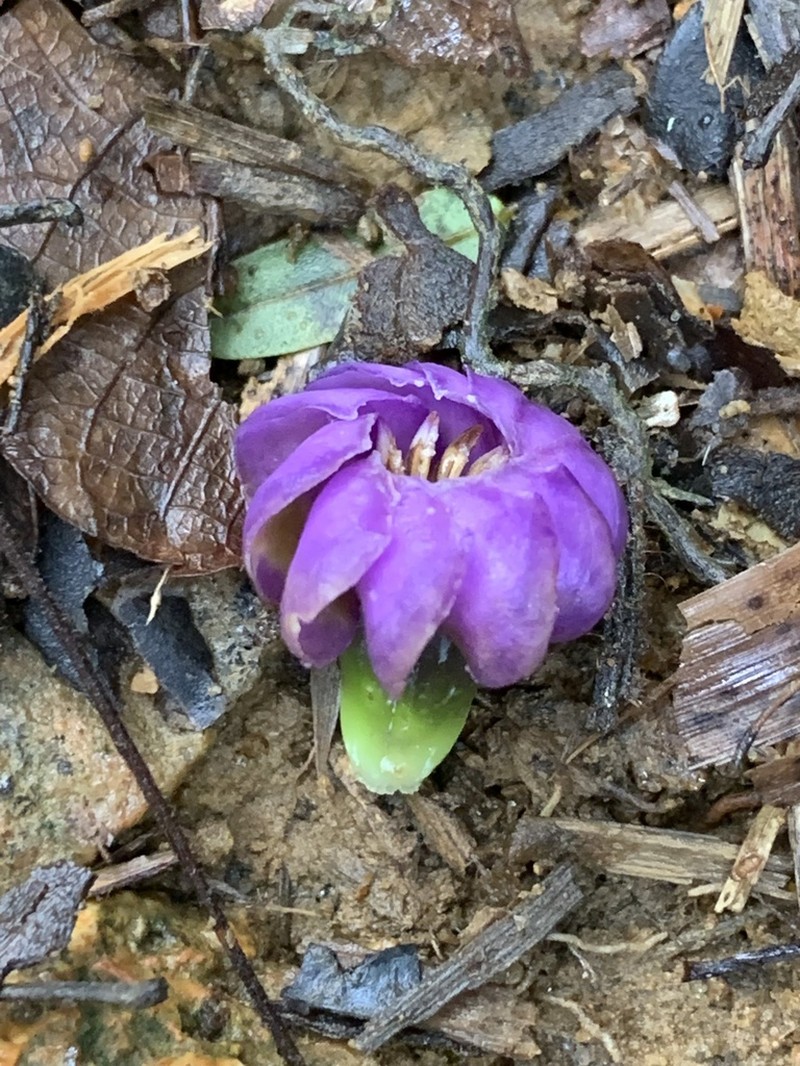 Anthocleista amplexicaulis