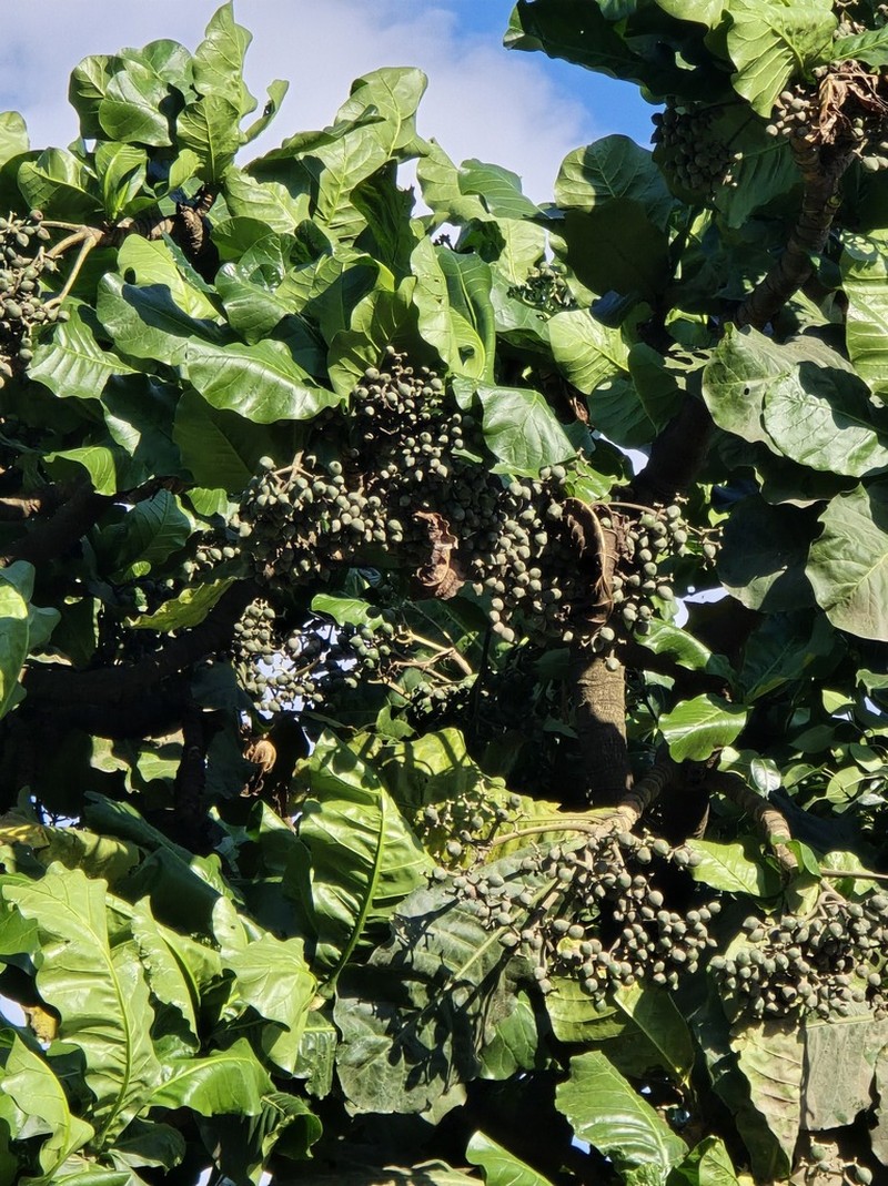 Anthocleista amplexicaulis photo 2
