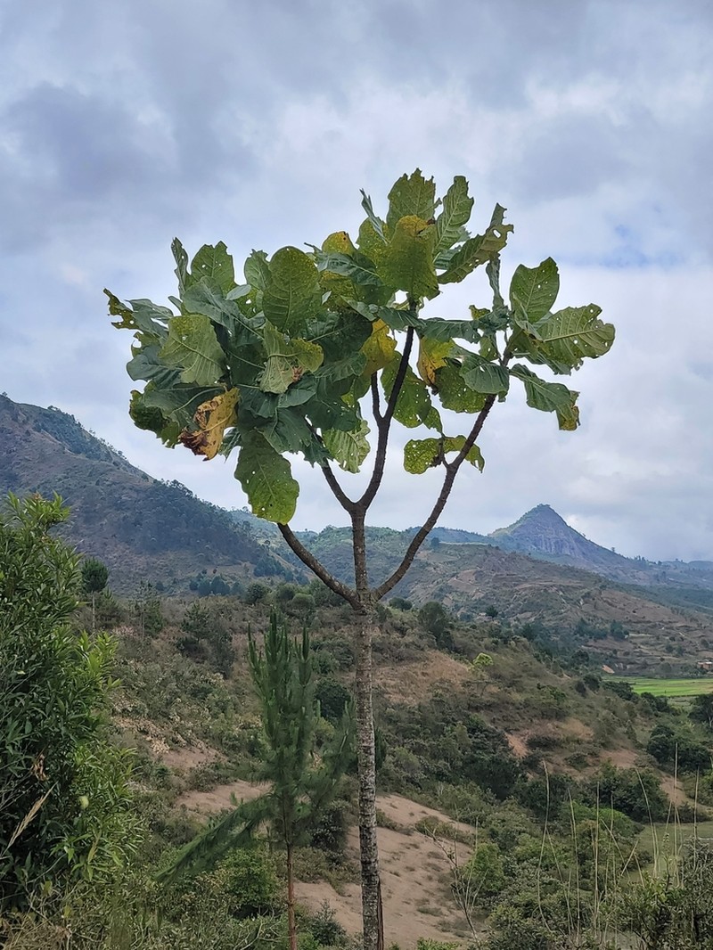 Anthocleista amplexicaulis photo 3