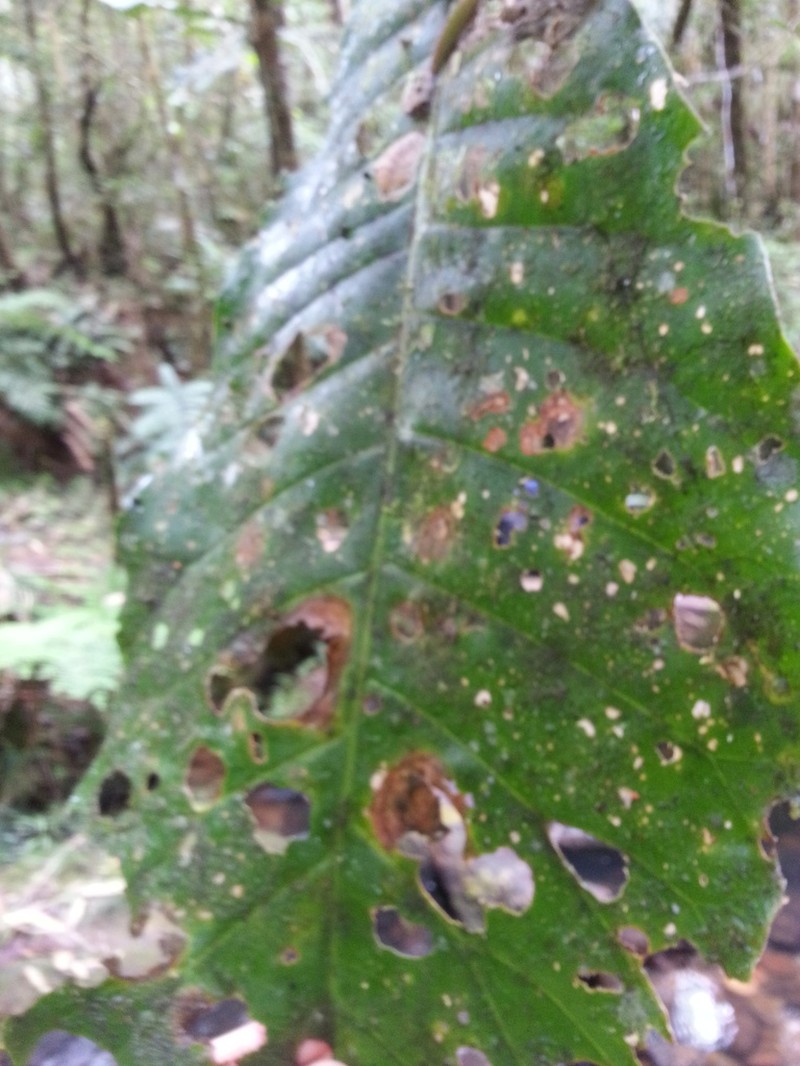 Anthocleista amplexicaulis photo 4