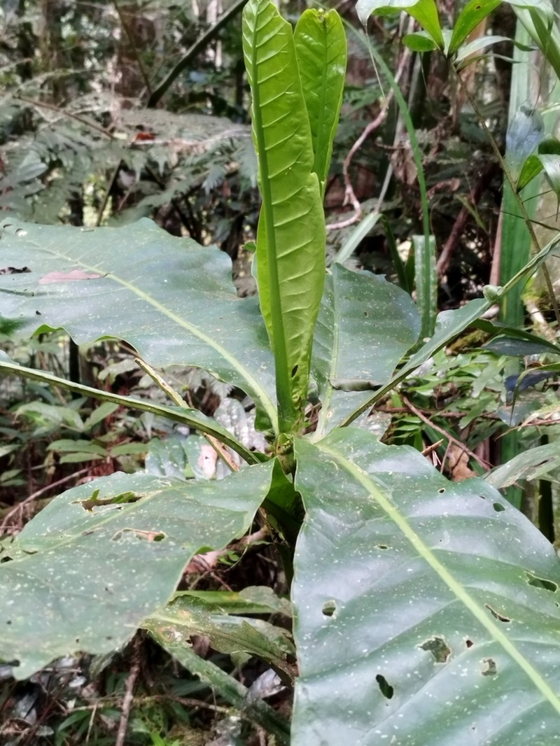 Anthocleista amplexicaulis photo 5