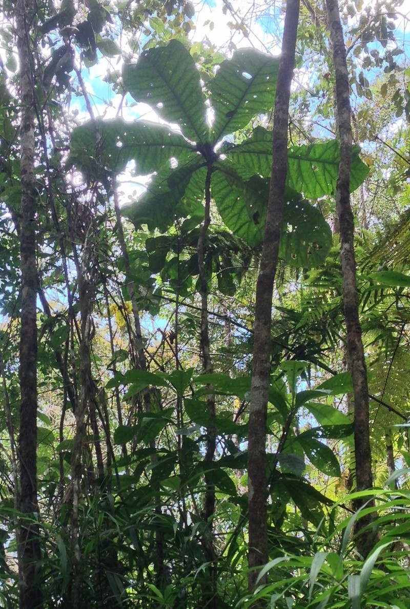 Anthocleista amplexicaulis photo 6