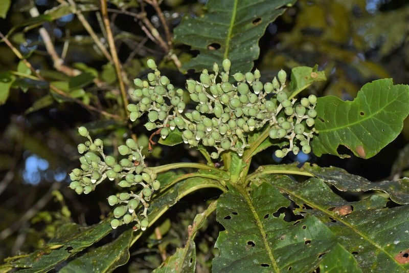 Anthocleista amplexicaulis photo 7