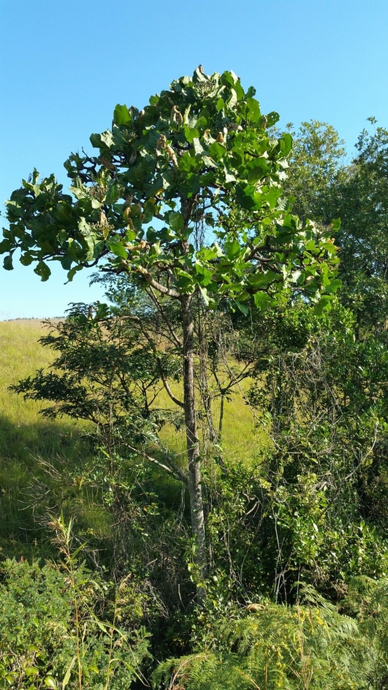 Anthocleista amplexicaulis photo 8
