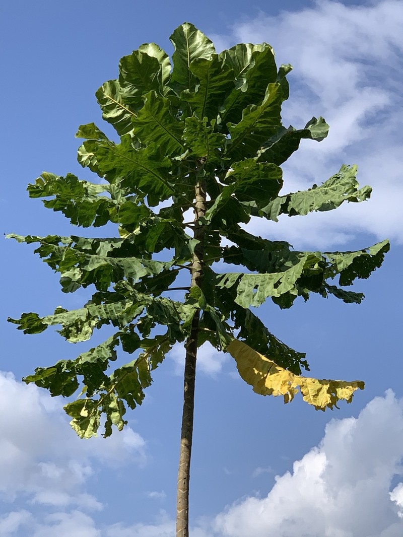 Anthocleista djalonensis