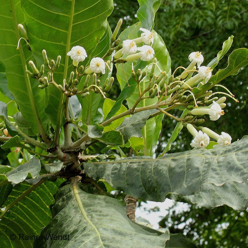 Anthocleista djalonensis photo 2