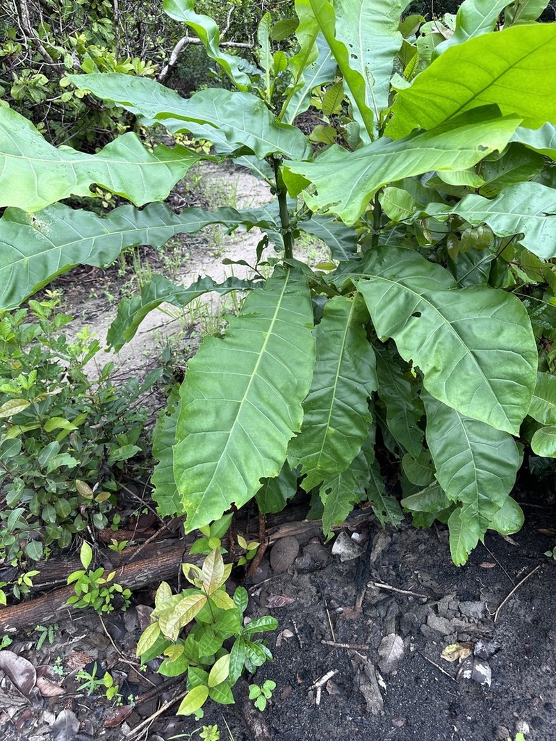 Anthocleista djalonensis photo 3