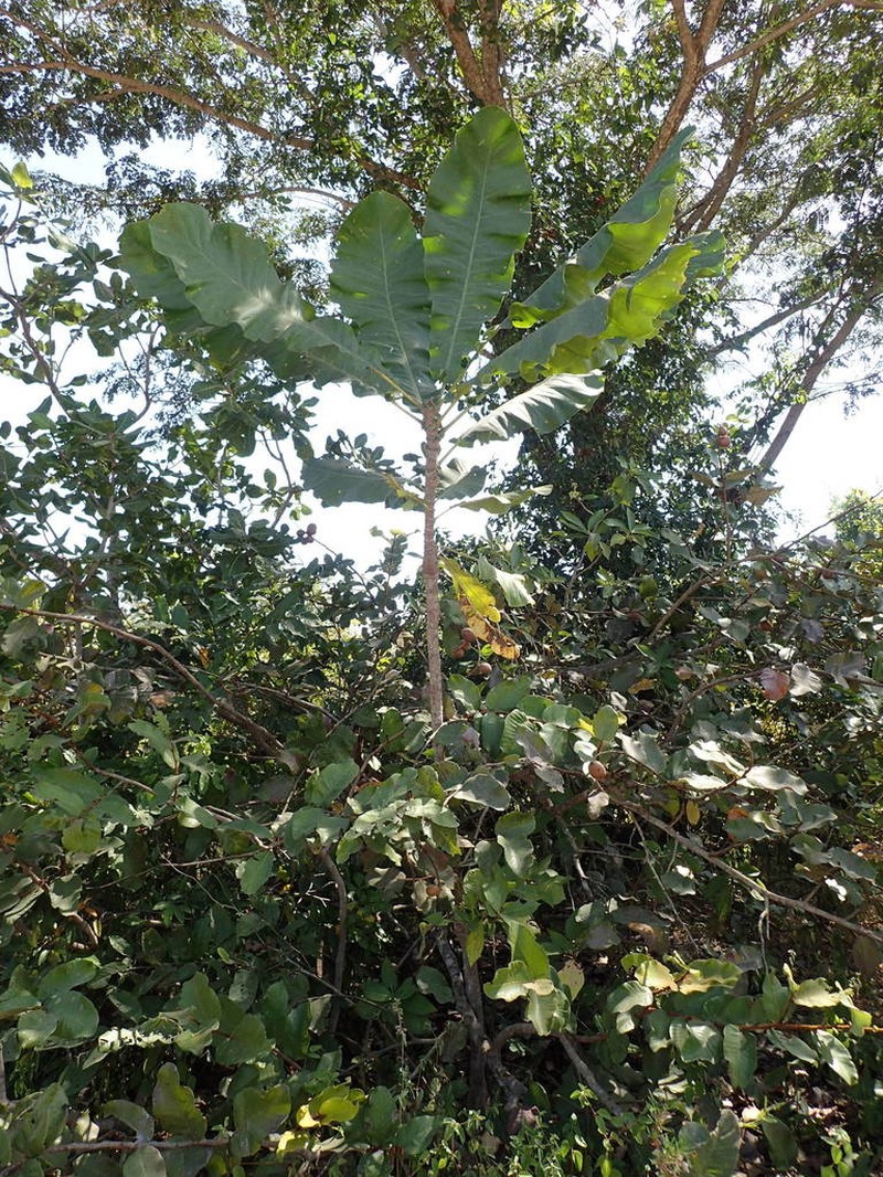Anthocleista djalonensis photo 4