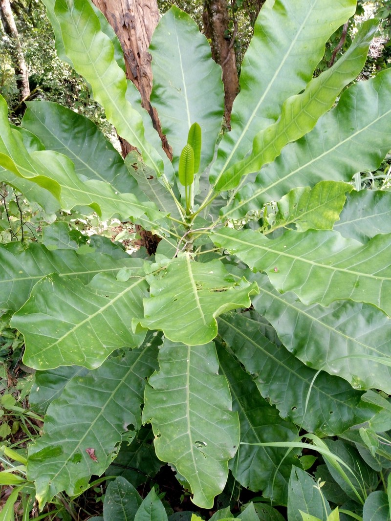 Anthocleista djalonensis photo 6