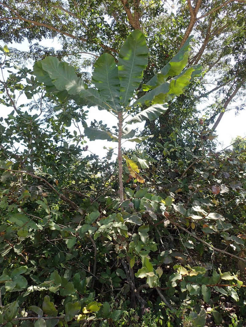 Anthocleista djalonensis photo 7