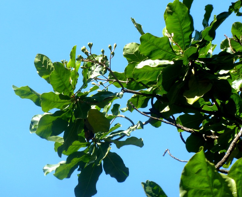 Anthocleista grandiflora