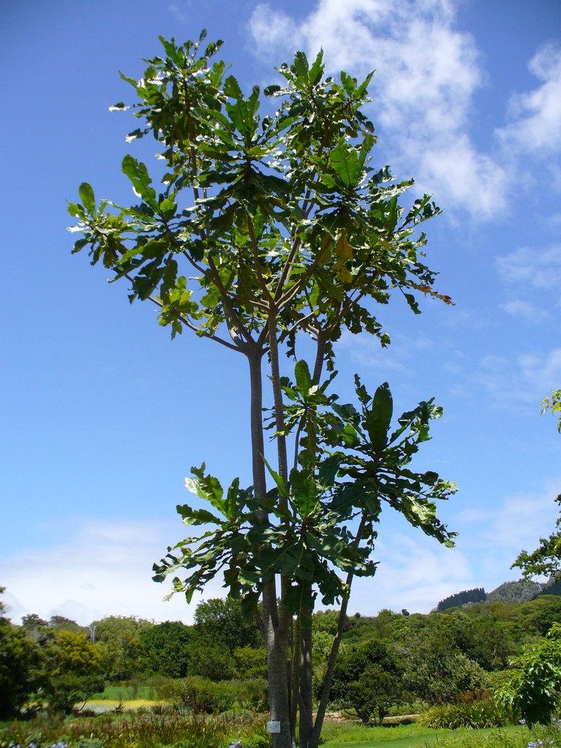 Anthocleista grandiflora photo 2