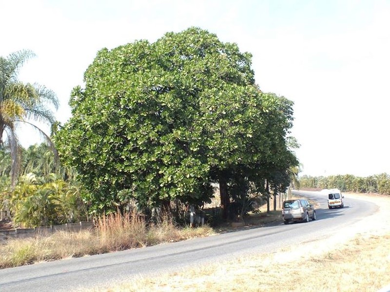 Anthocleista grandiflora photo 3
