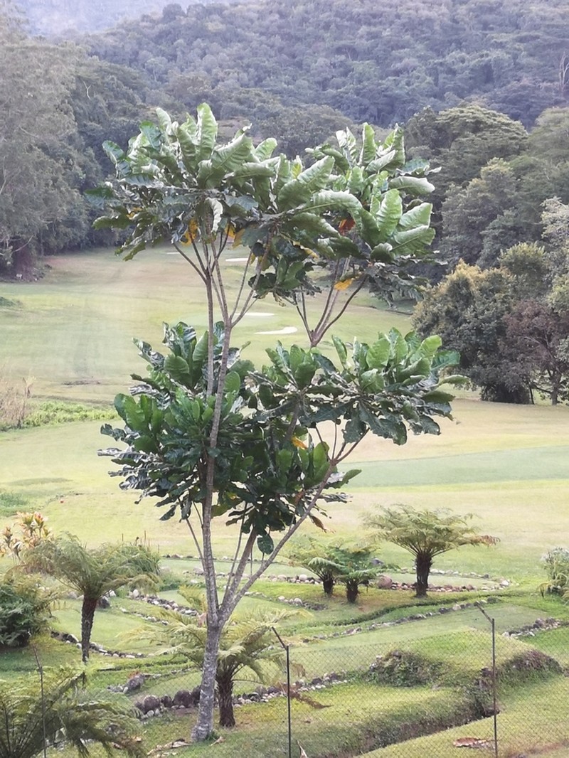 Anthocleista grandiflora photo 4