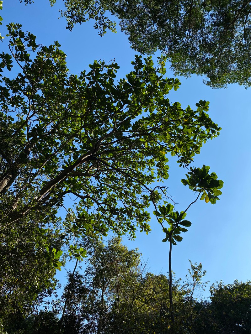 Anthocleista grandiflora photo 5