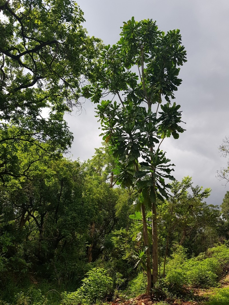 Anthocleista grandiflora photo 6