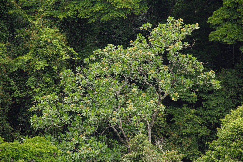 Anthocleista grandiflora photo 7