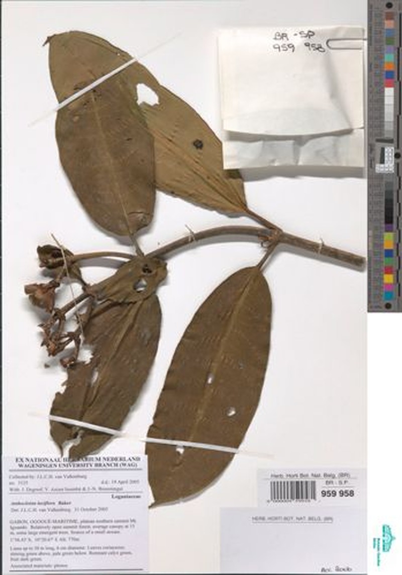 Anthocleista laxiflora