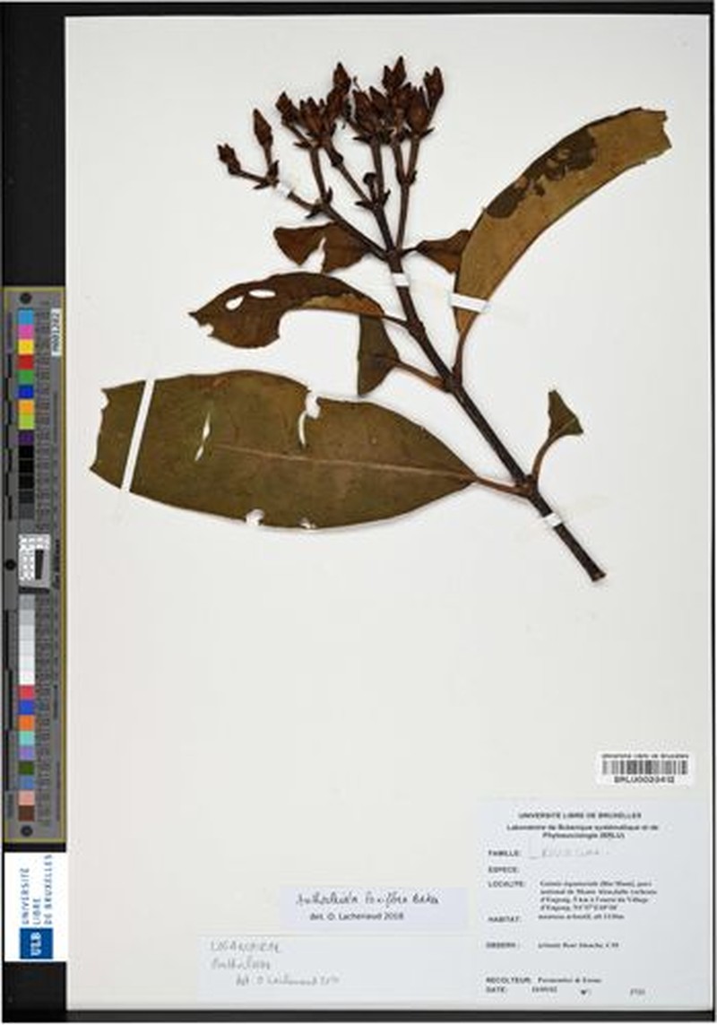 Anthocleista laxiflora photo 2