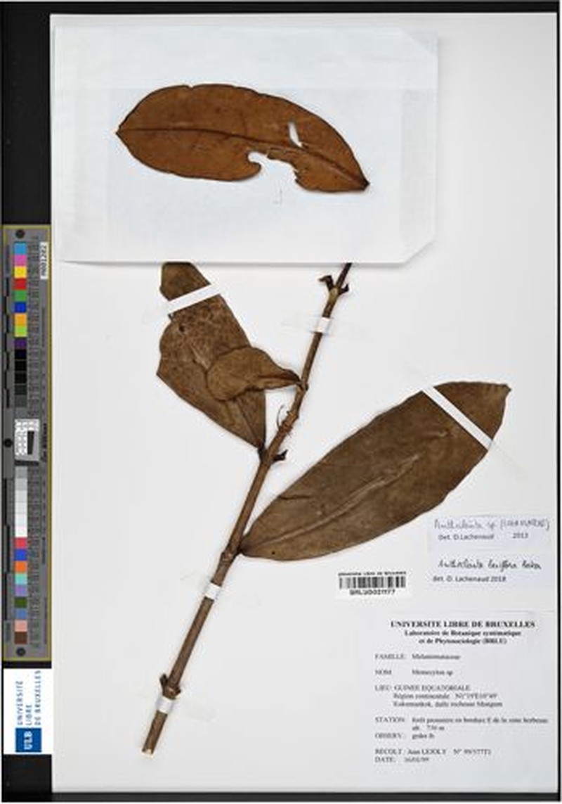 Anthocleista laxiflora photo 3