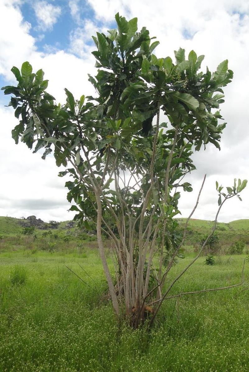 Anthocleista liebrechtsiana