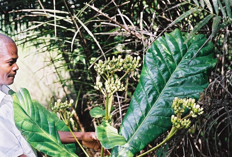 Anthocleista liebrechtsiana photo 2
