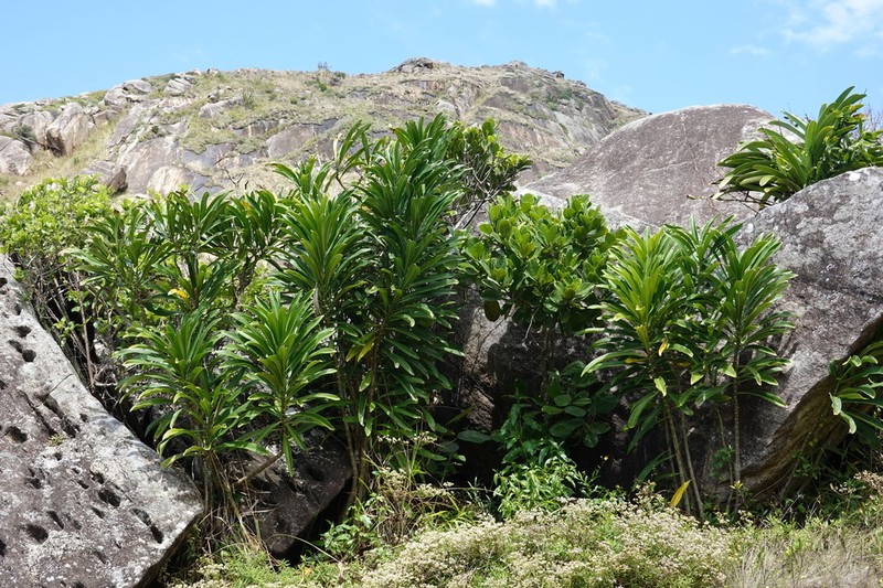 Anthocleista longifolia