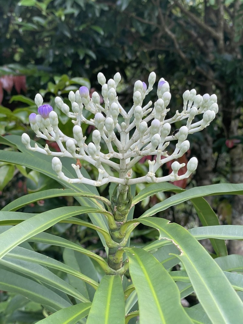 Anthocleista longifolia photo 2