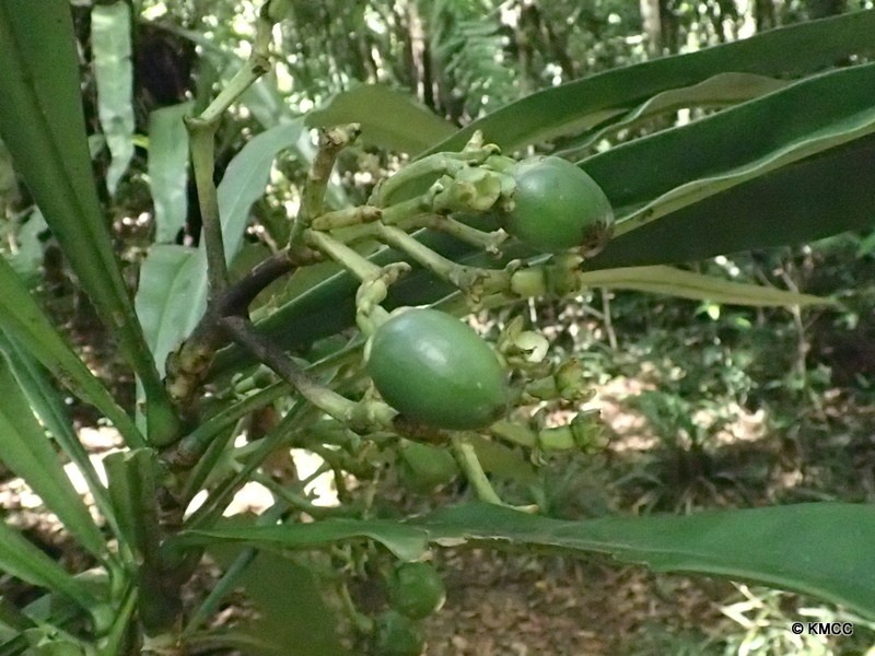 Anthocleista longifolia photo 3
