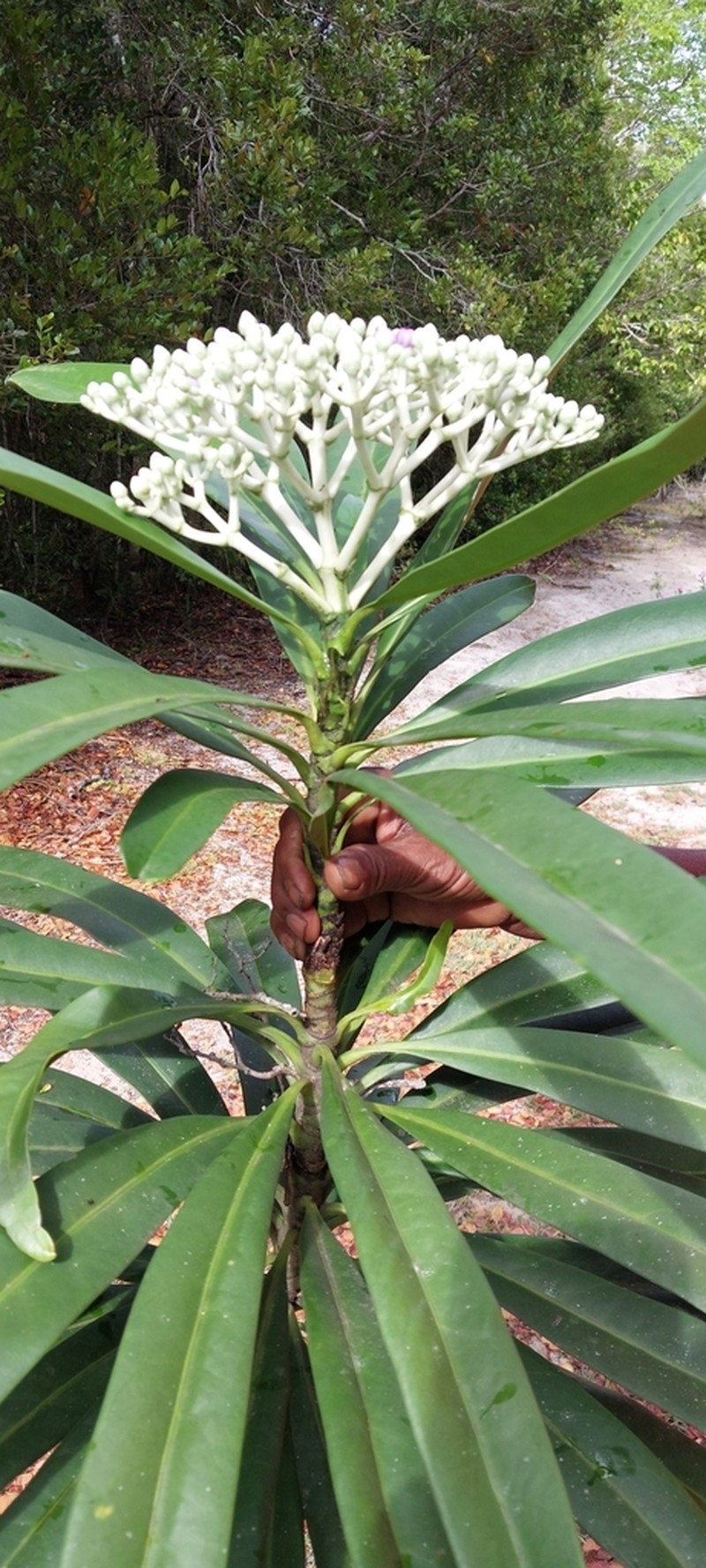 Anthocleista longifolia photo 4