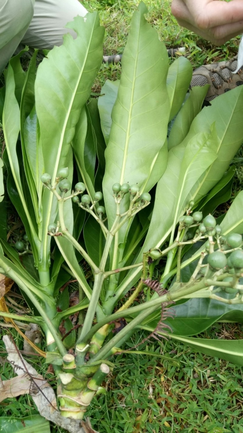Anthocleista longifolia photo 5