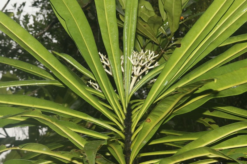 Anthocleista longifolia photo 6
