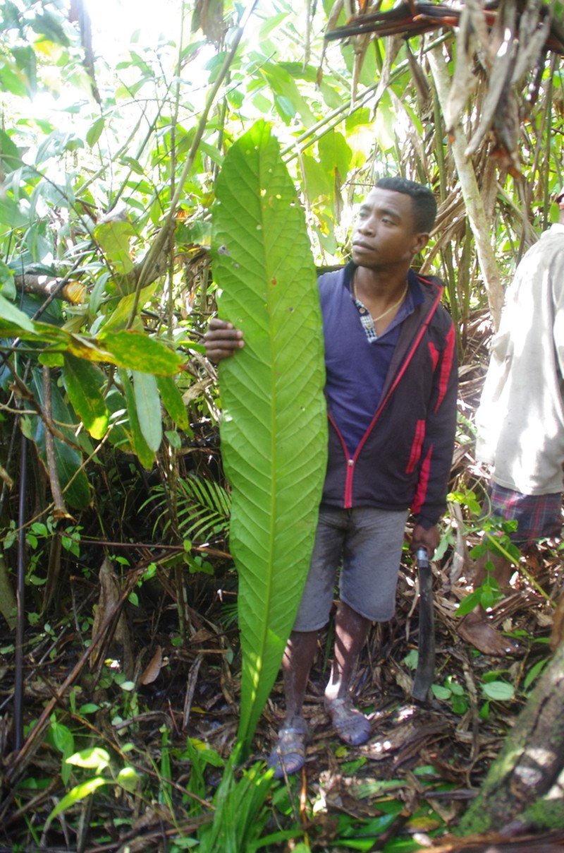 Anthocleista longifolia photo 7