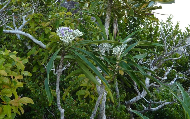 Anthocleista longifolia photo 8