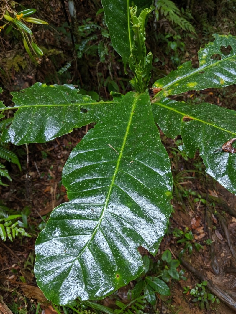 Anthocleista madagascariensis