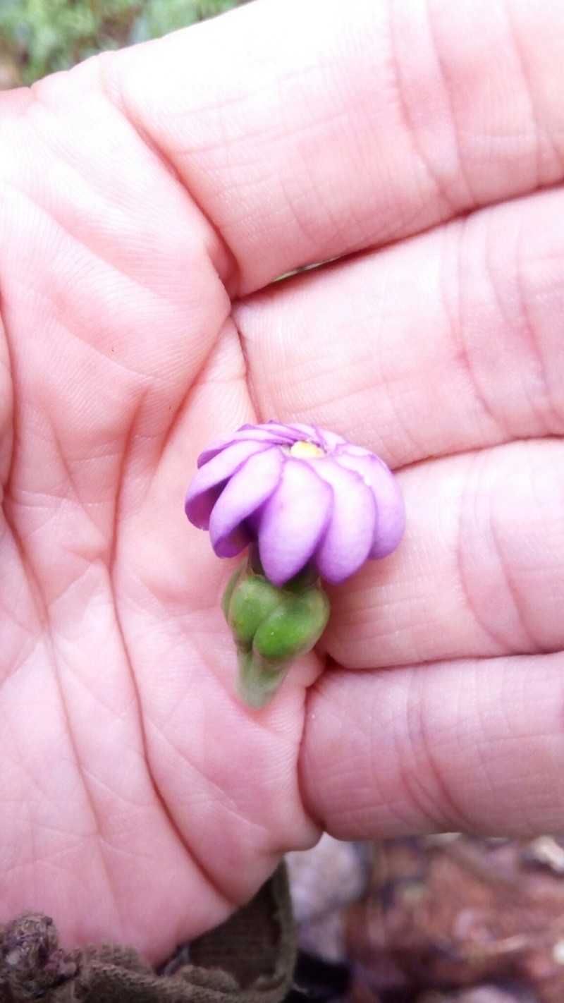 Anthocleista madagascariensis photo 2