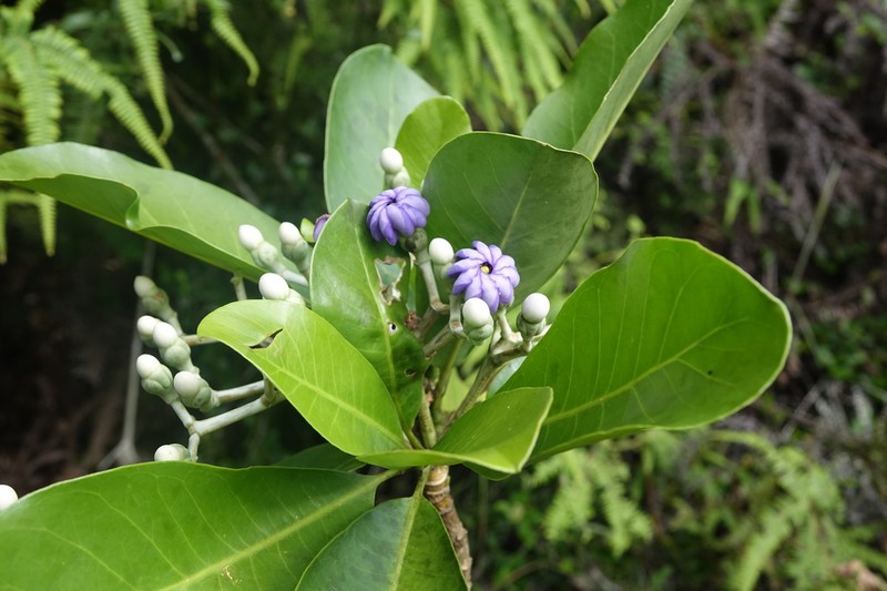 Anthocleista madagascariensis photo 3