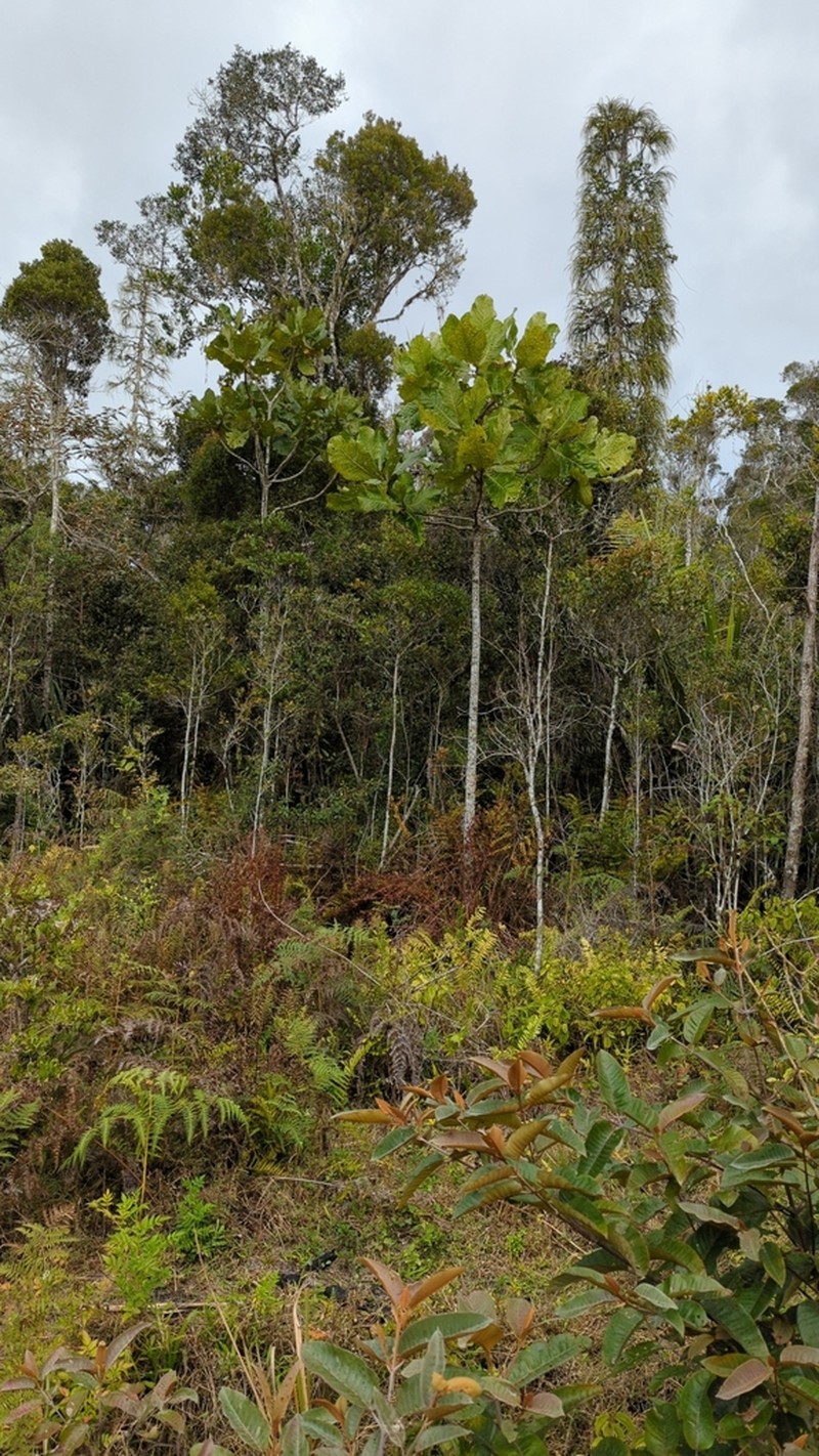 Anthocleista madagascariensis photo 4