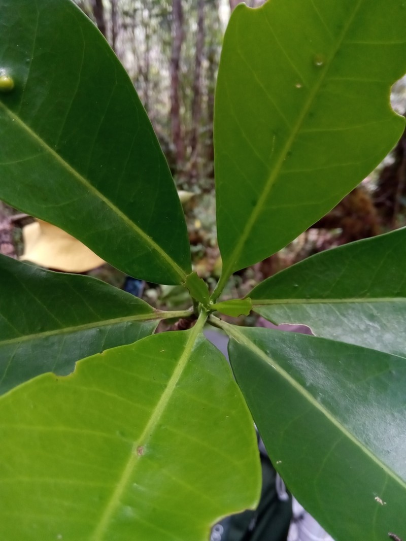 Anthocleista madagascariensis photo 5