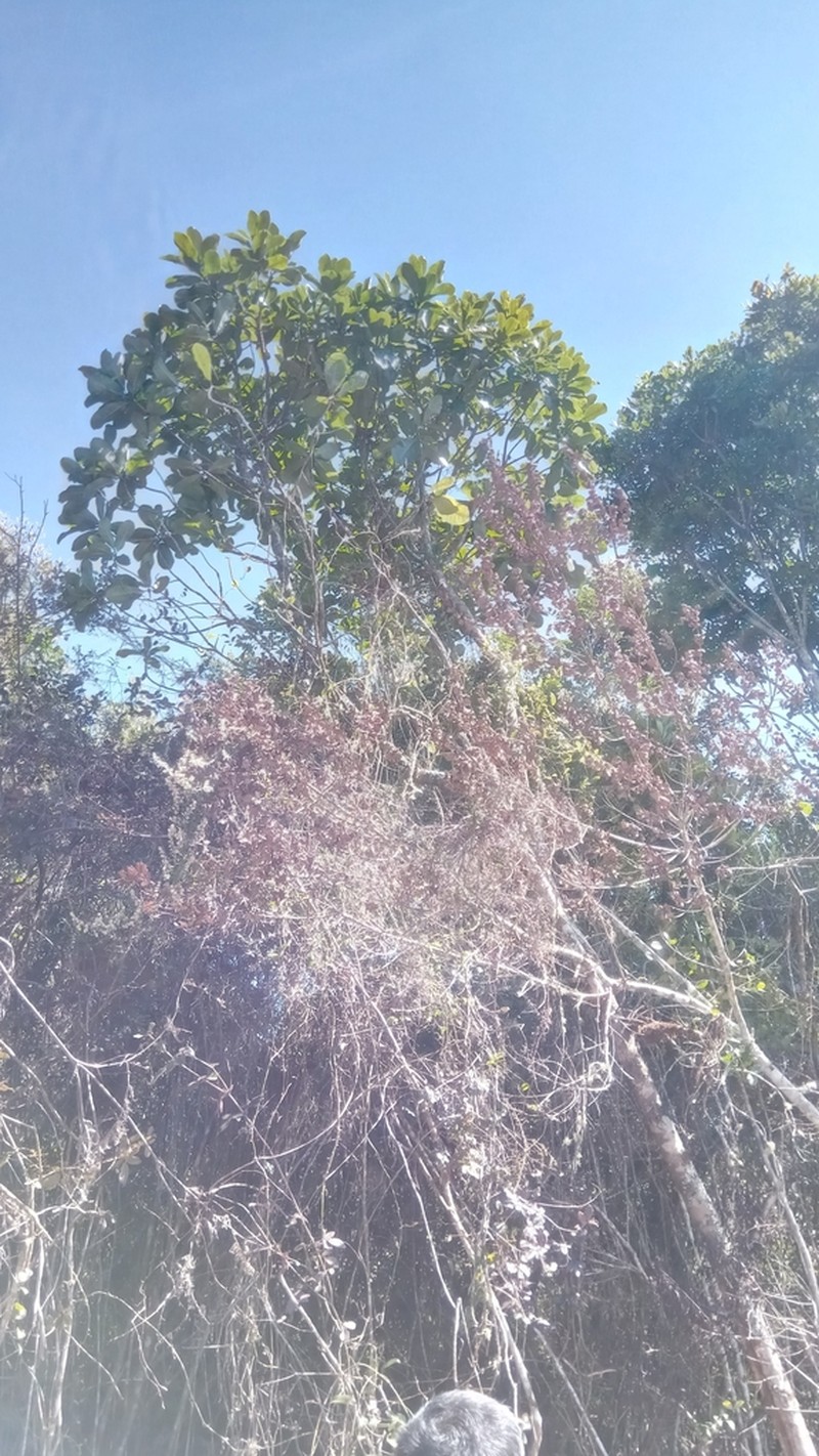 Anthocleista madagascariensis photo 6