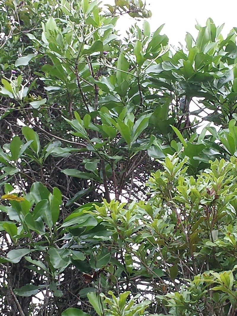 Anthocleista madagascariensis photo 7