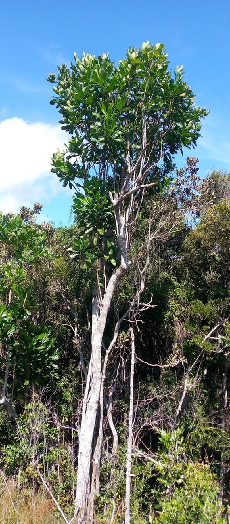Anthocleista madagascariensis photo 8