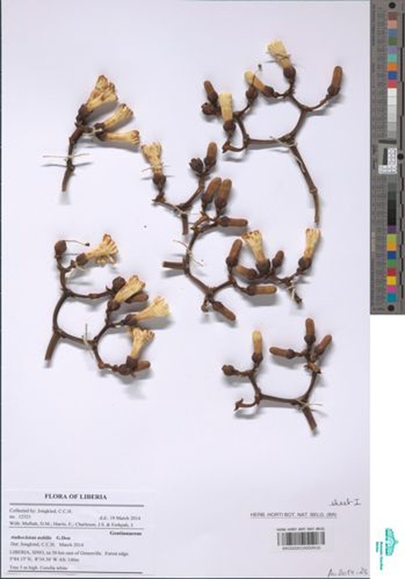 Anthocleista nobilis photo 3